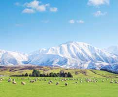Holiday Package New Zealand